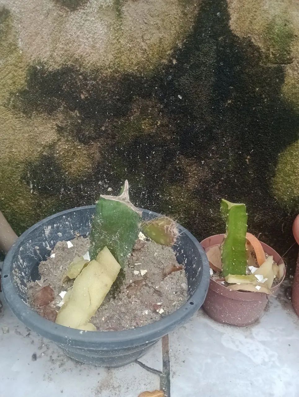 Vendo mudas de pé de pitaya  - Foto 2