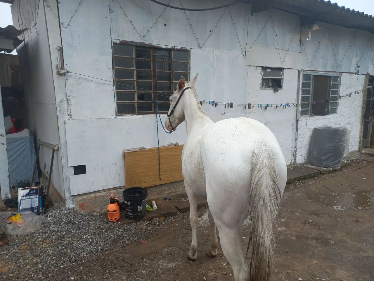 Vendo burro - Foto 4