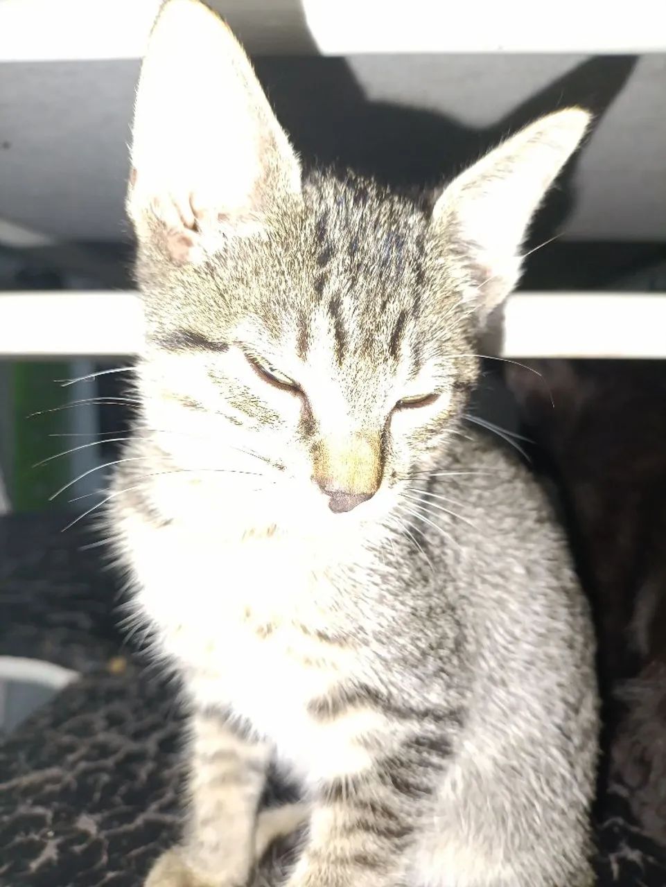 Doação de Gatos  - Foto 3