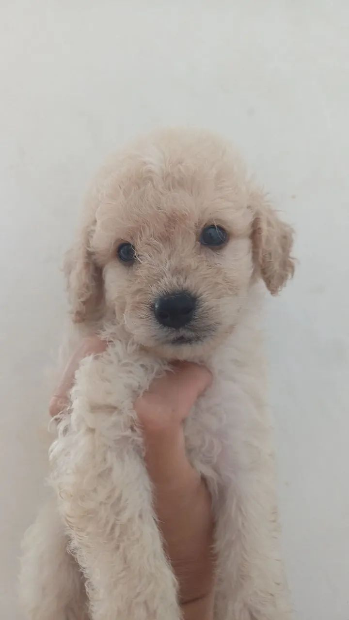 Filhotes de Poodle - Foto 2