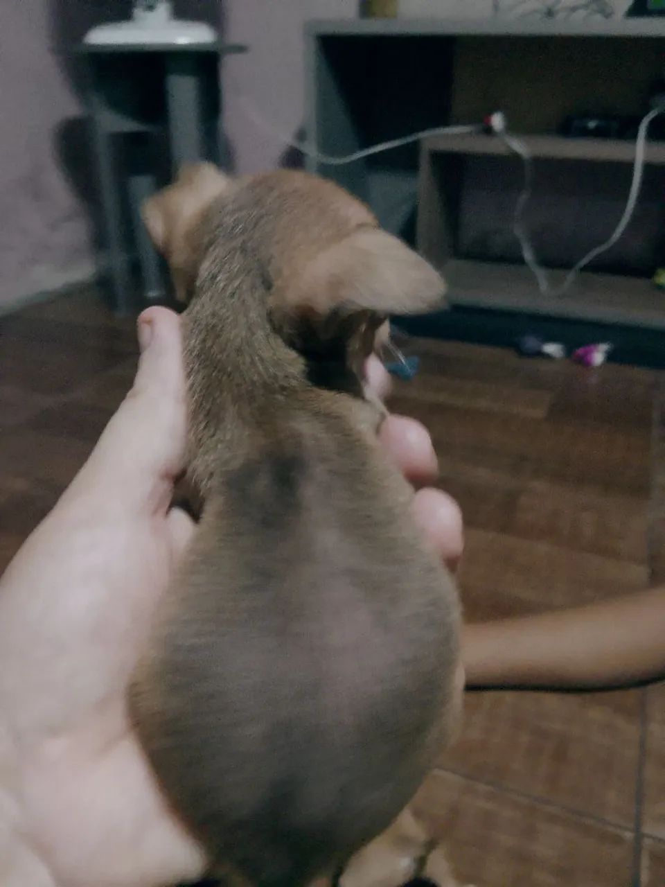 Cachorro pinsh  - Foto 2