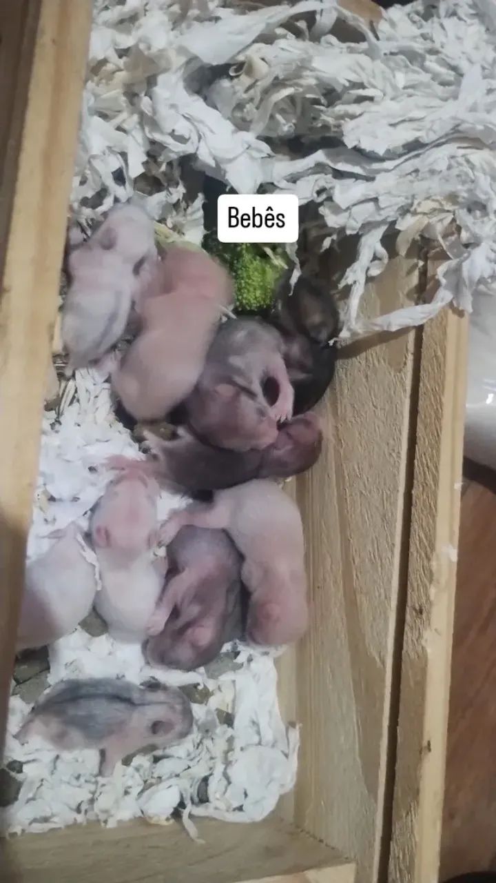 Filhotes de hamster sírio  - Foto 4
