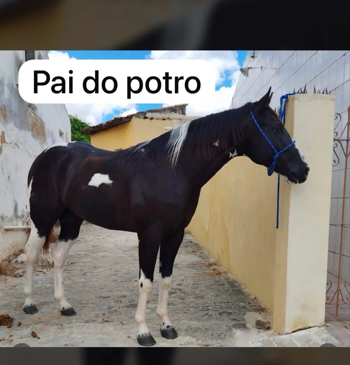 Potro Paint Horce  - Foto 2