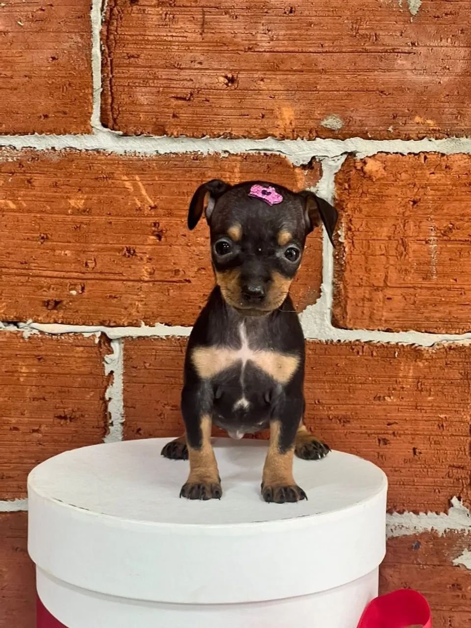 PInscher lindo