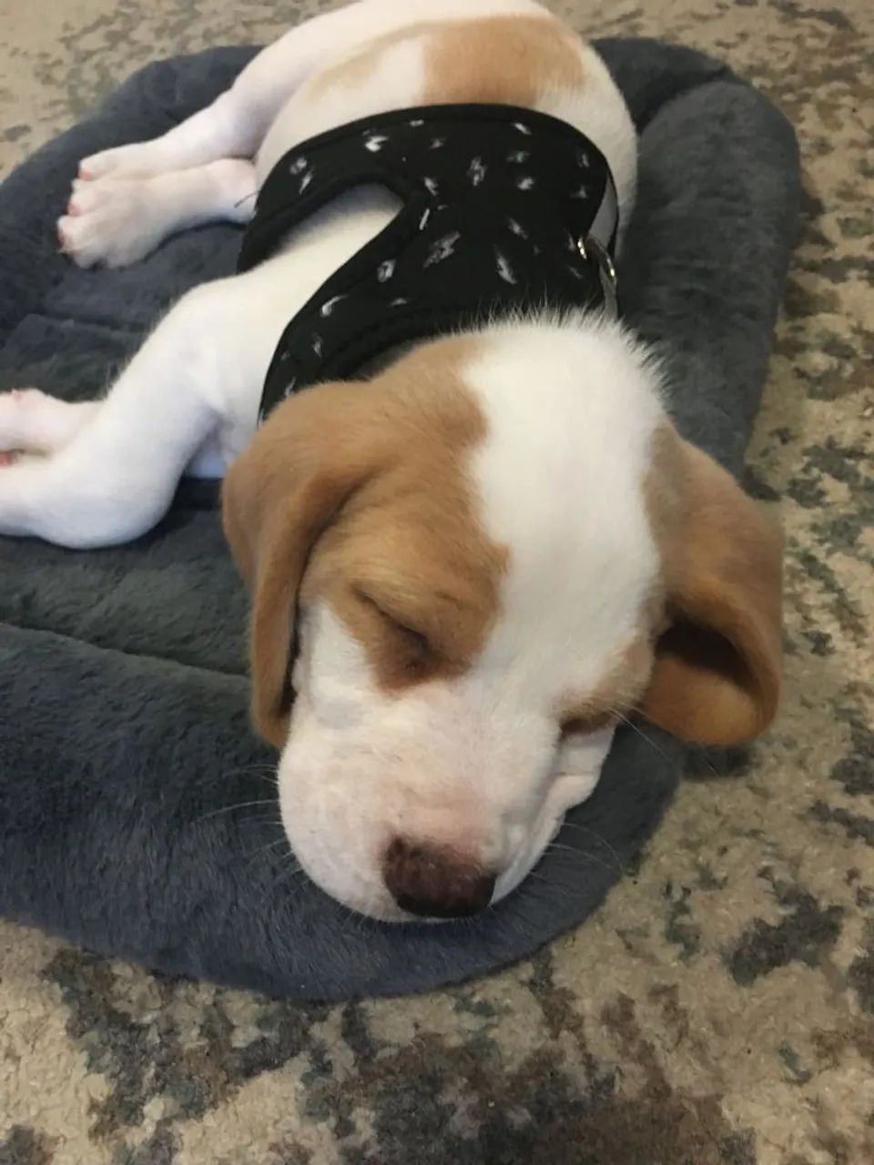 Beagle Um cãozinho que transforma qualquer ambiente