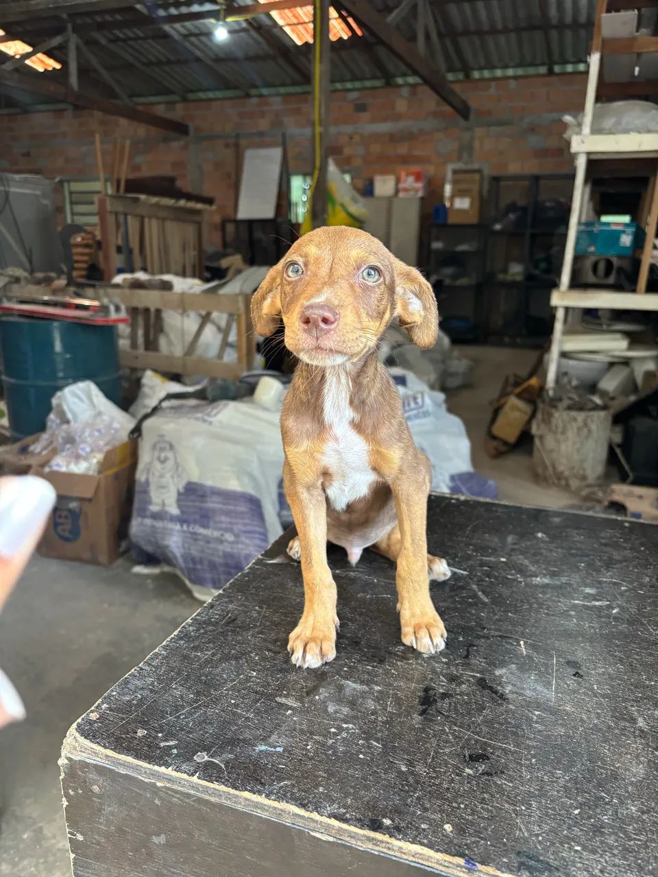 Cachorro macho para adoção  - Foto 2