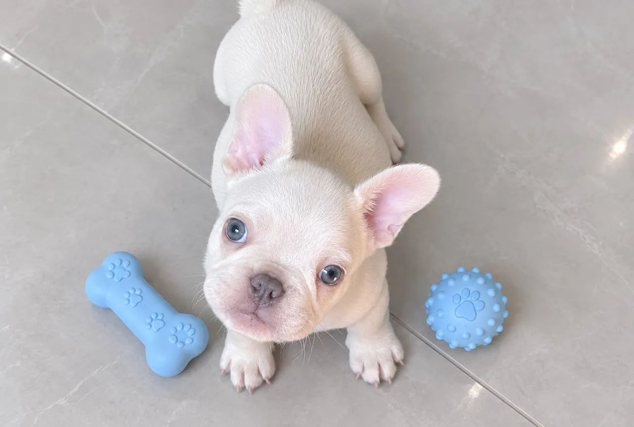 Bulldog Francês  - Foto 3