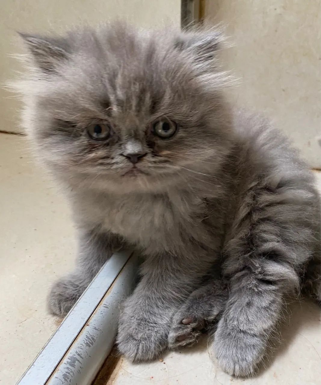 Persa - Super Fofos  - Foto 4