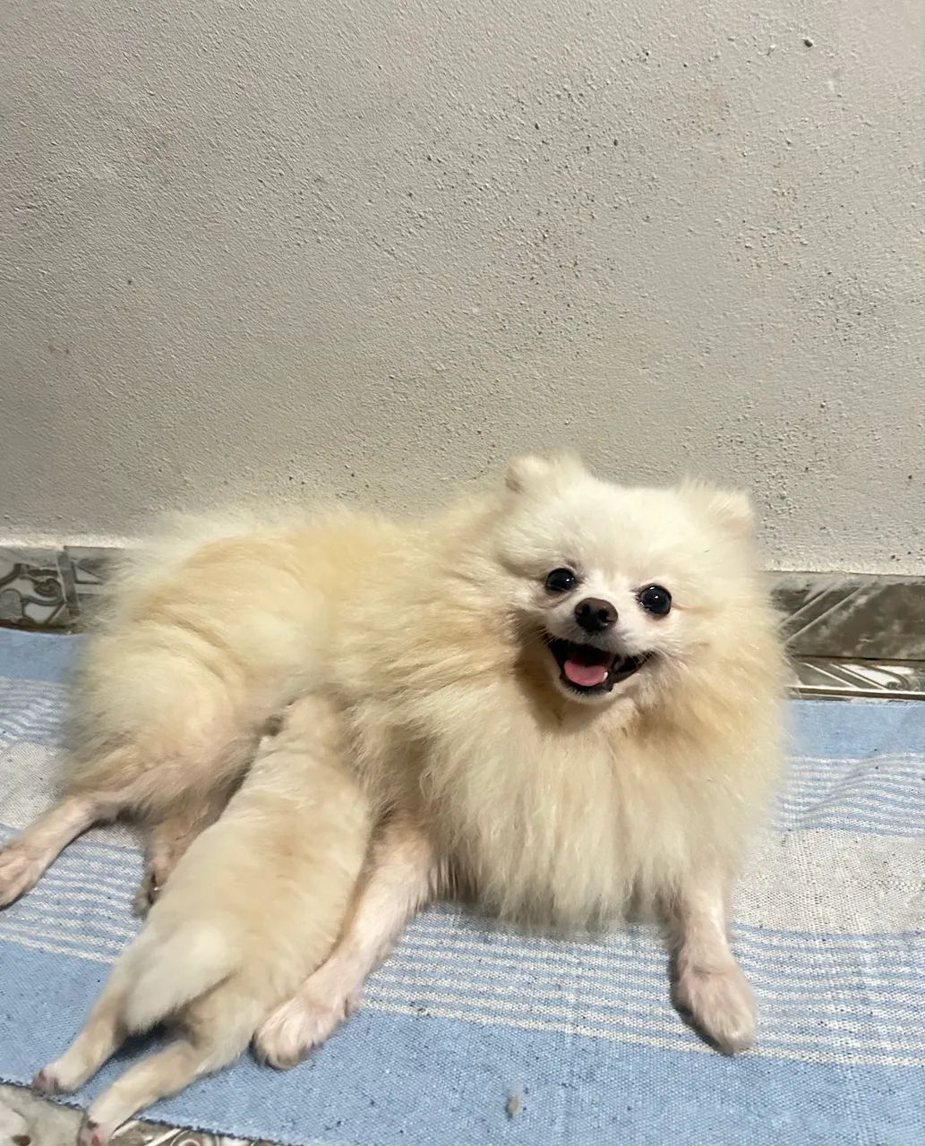 Spitz alemão macho - Foto 3