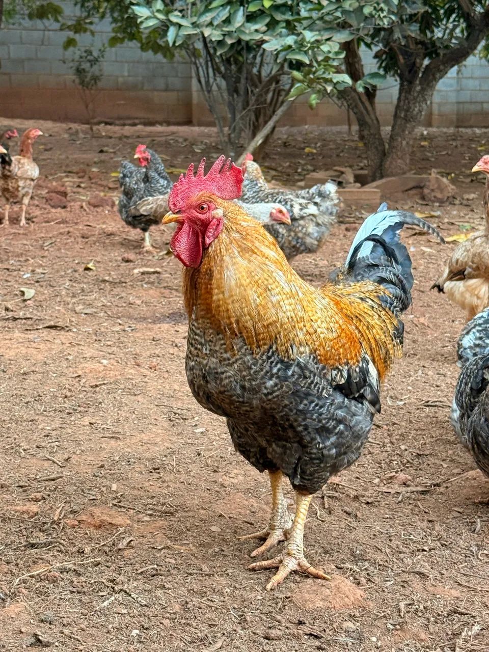 Galo - Foto 4