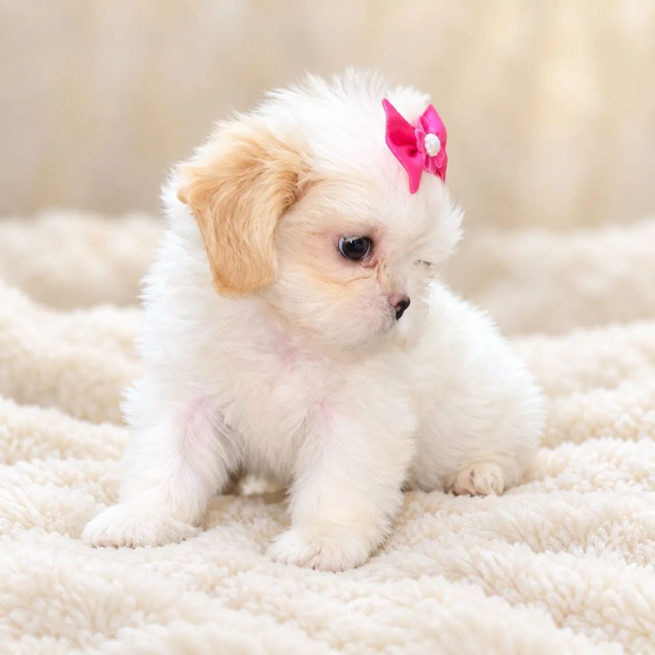 Shih tzu fêmea e macho mini  - Foto 2