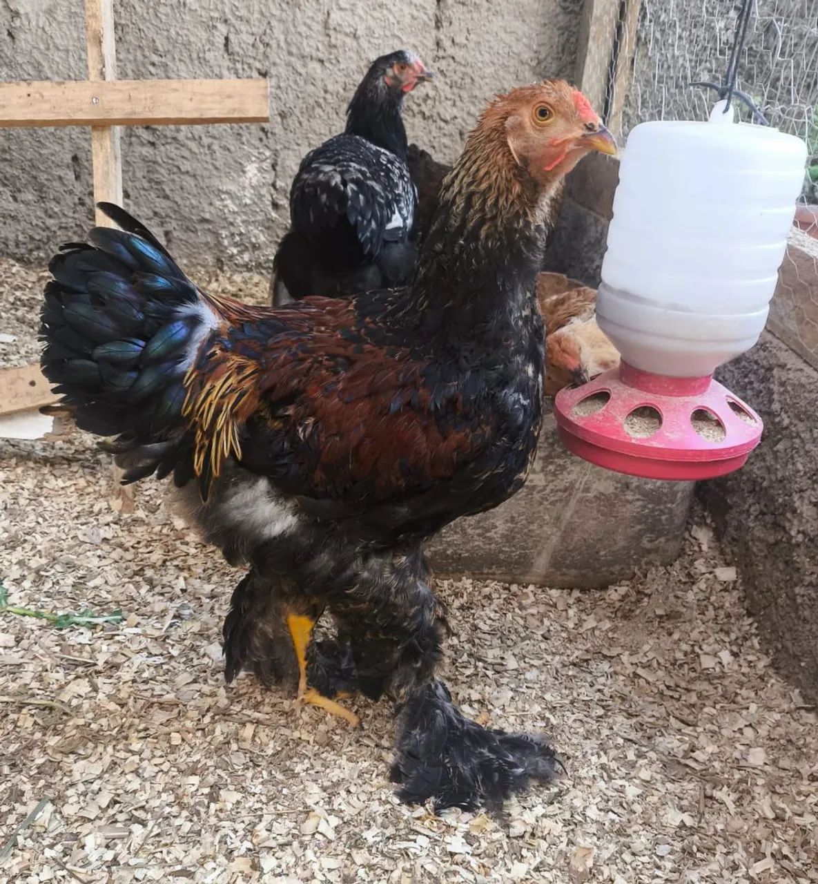 Lote de galinhas Brahmas  - Foto 3