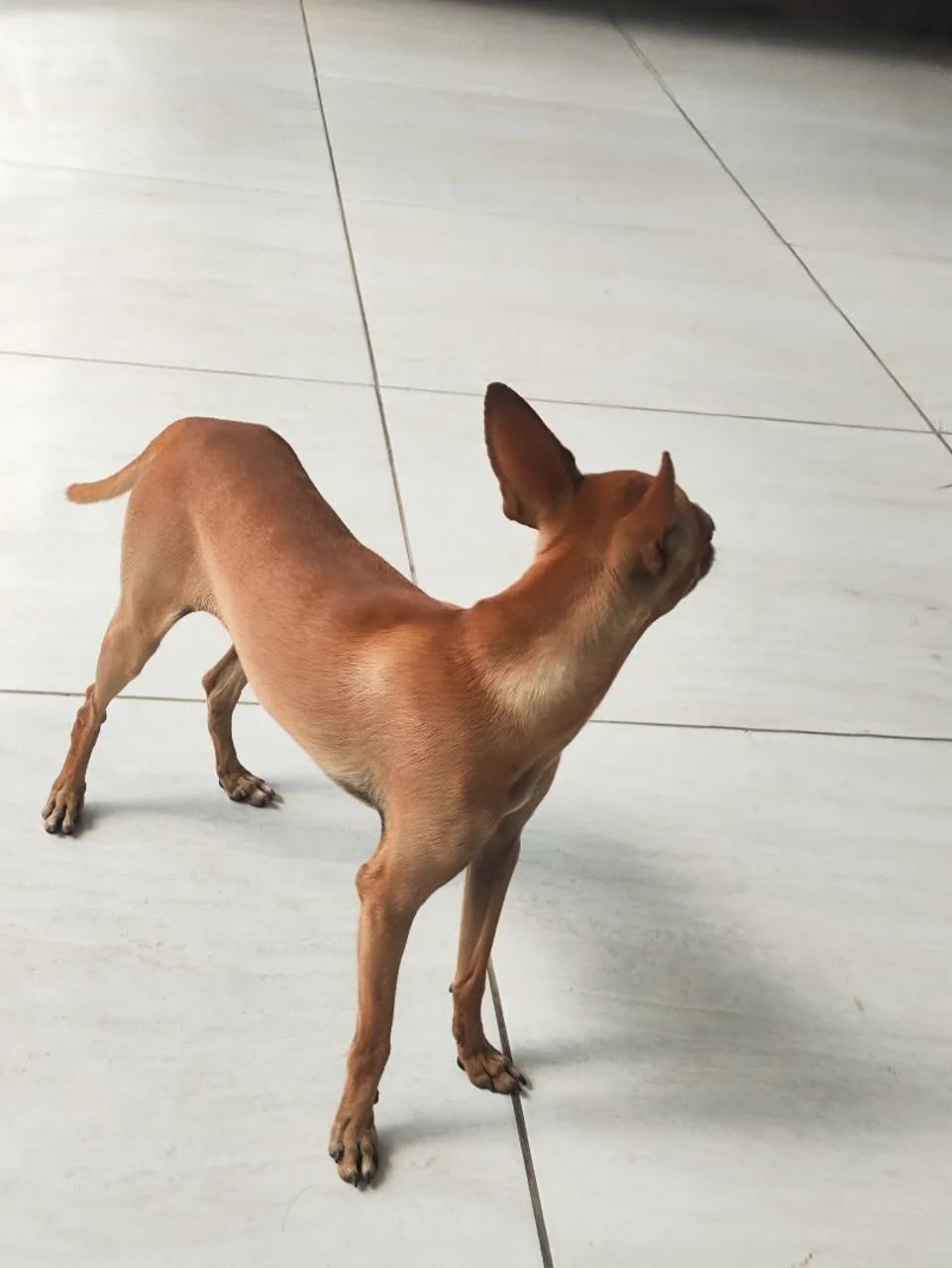 Pinscher  - Foto 3