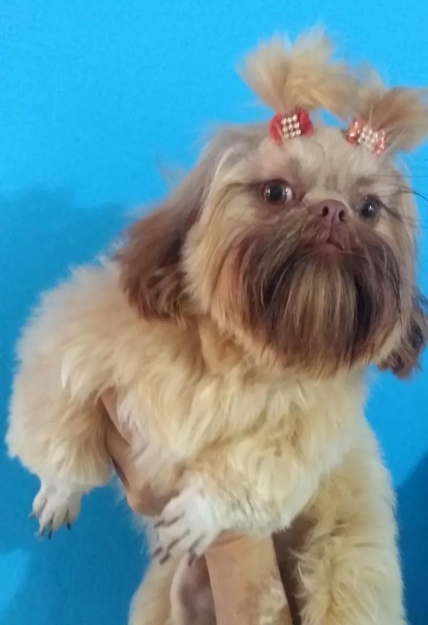 Fêmea shih tzu  - Foto 2