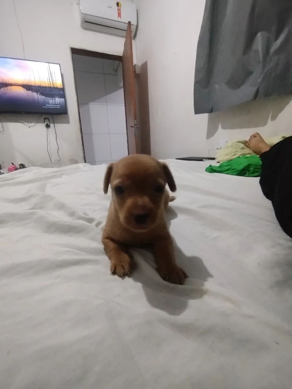 Filhote de pinscher 