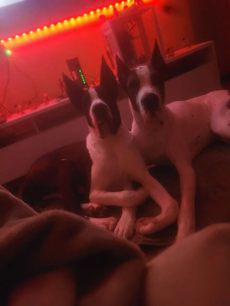 Dogue alemão  - Foto 4