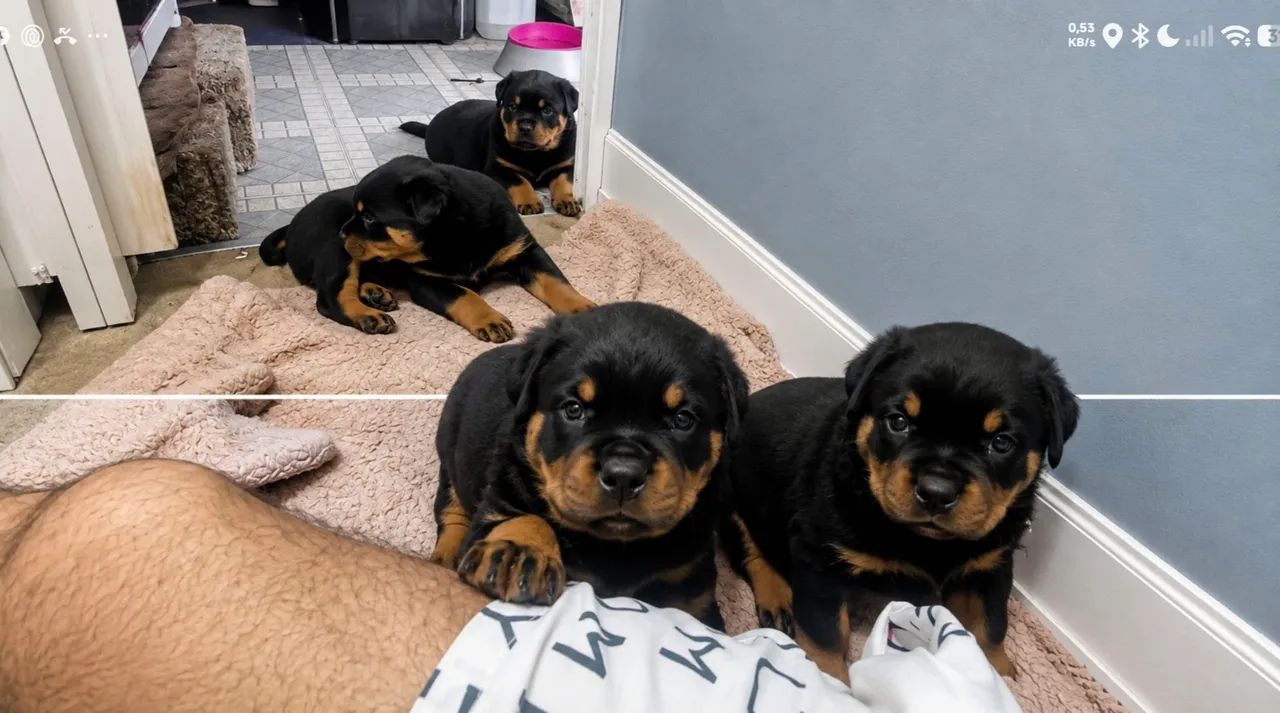 Filhotes Rottweilers - Foto 3