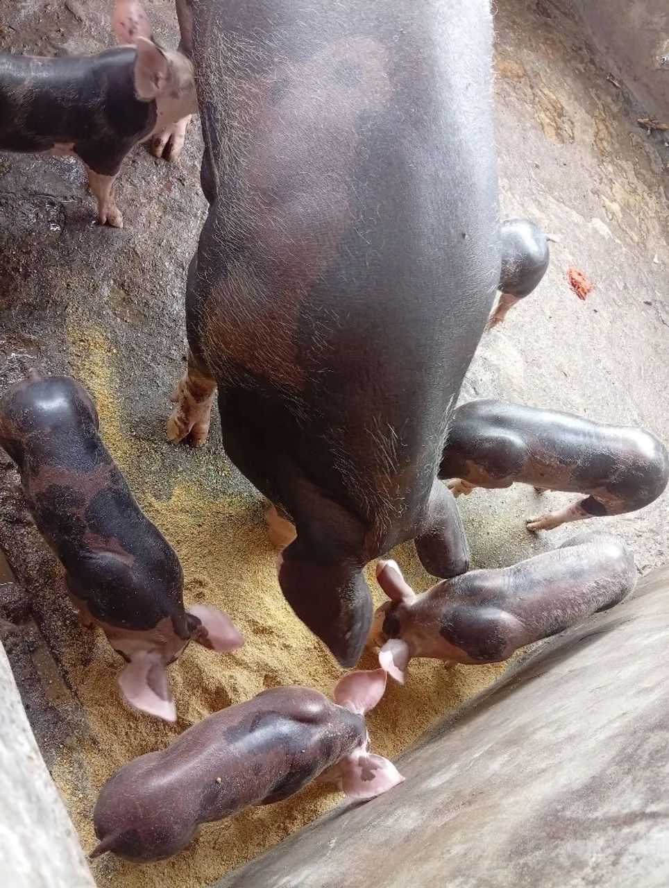 Animais Agro  - Foto 3