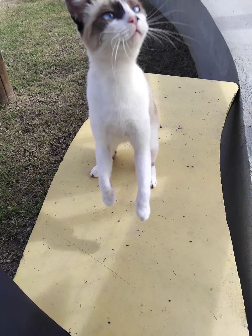 Gatinha para adoção  - Foto 2