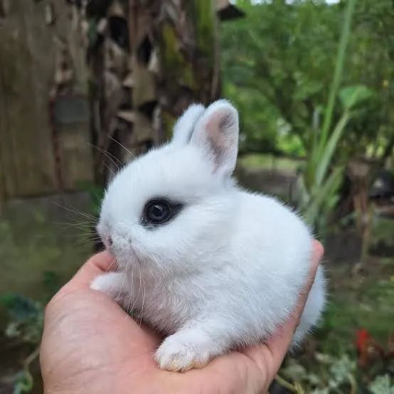 Coelho anão Netherland disponível 