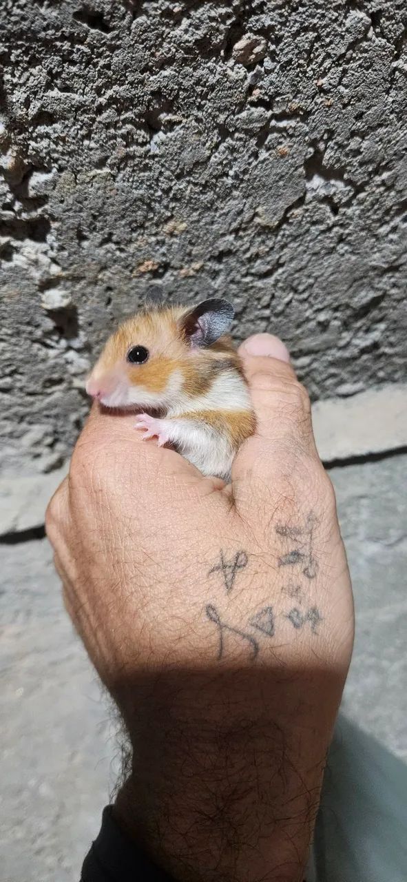 Hamsters sírios disponíveis. ? - Foto 4