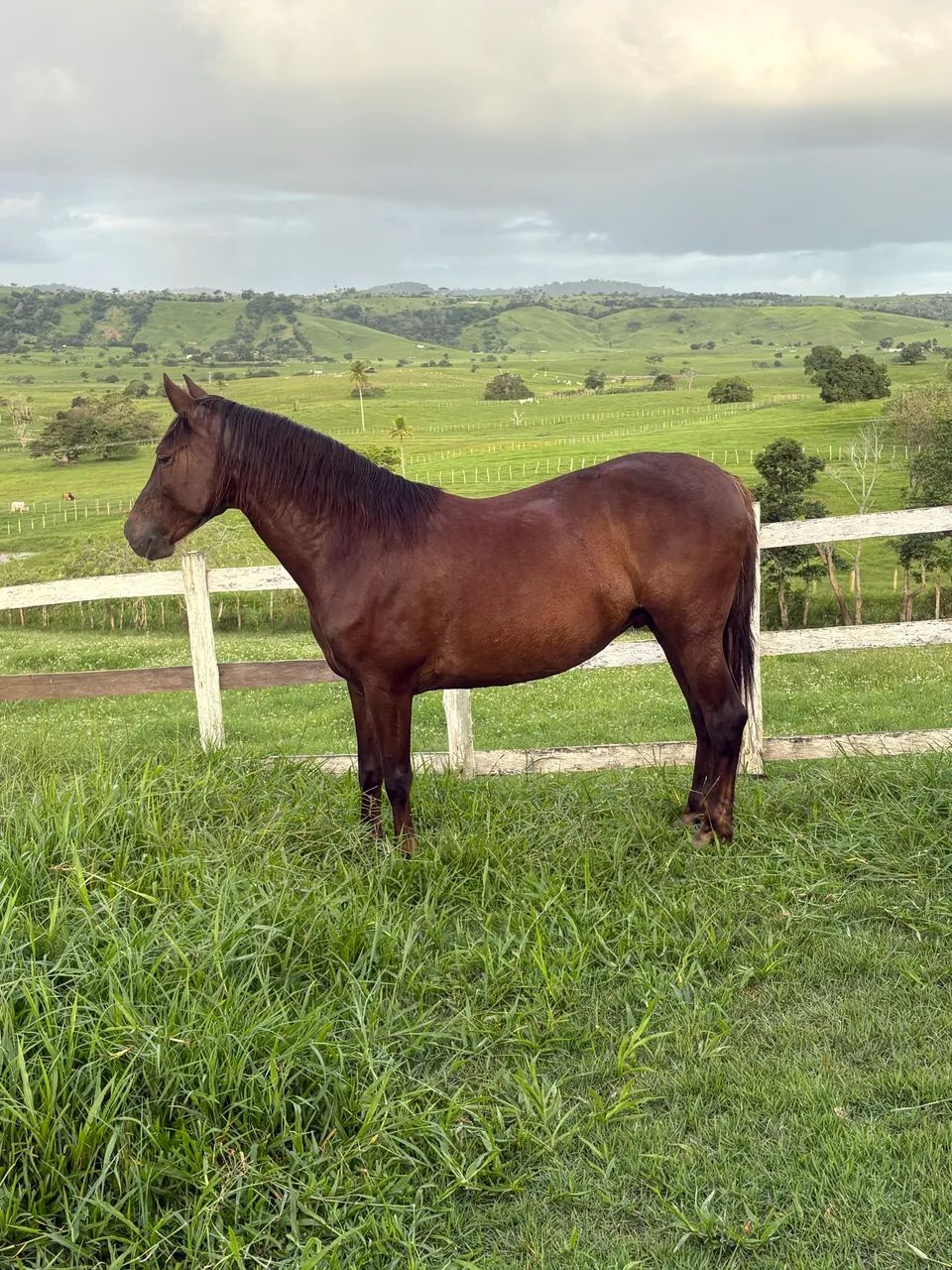 Cavalo mangalarga marchador registrado. - Foto 5