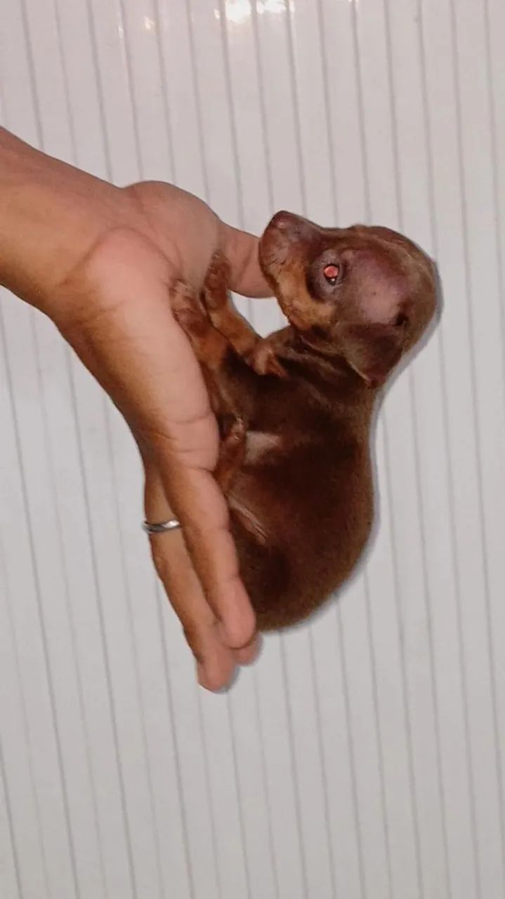 Pinscher zeroooo  - Foto 2