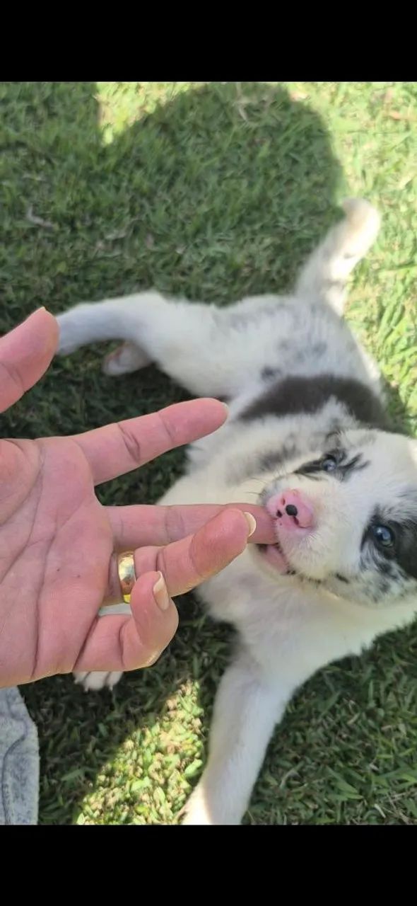 Borde collie 