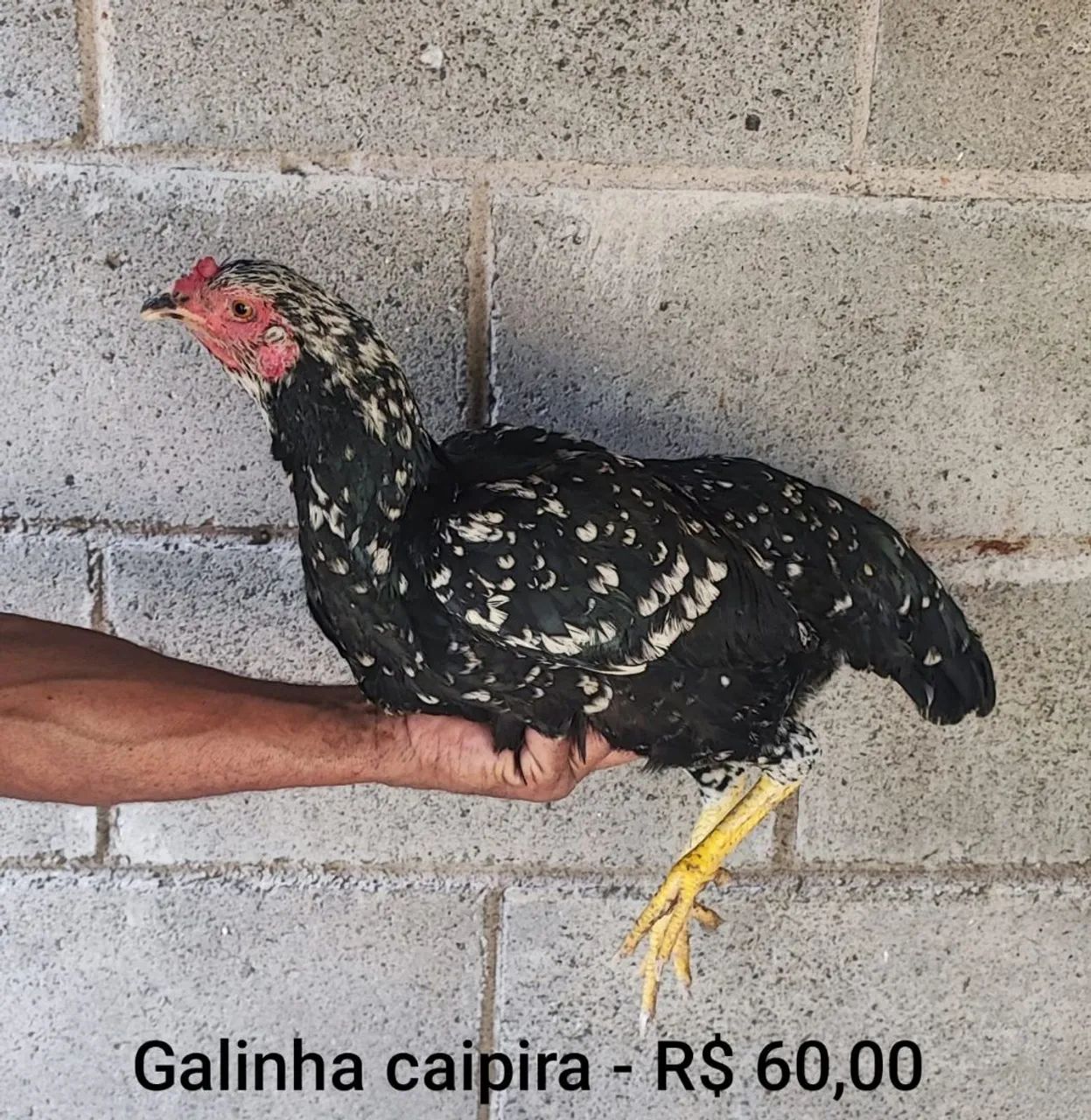 Galinha caipira  - Foto 2