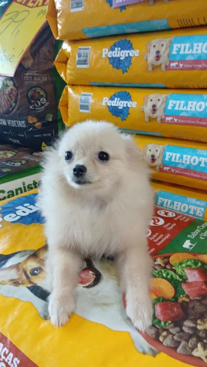 Lulu da Pomerânia - Foto 4