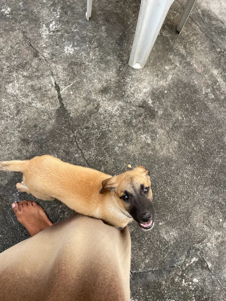 Adoção responsável  - Foto 3