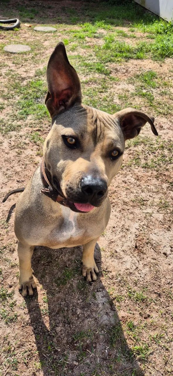 Âmbar, pitbull 1 ano e meio. Damos ajuda de custo - Foto 3