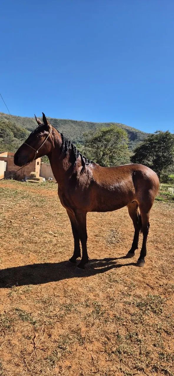 Vendo cavalo castrado! - Foto 3