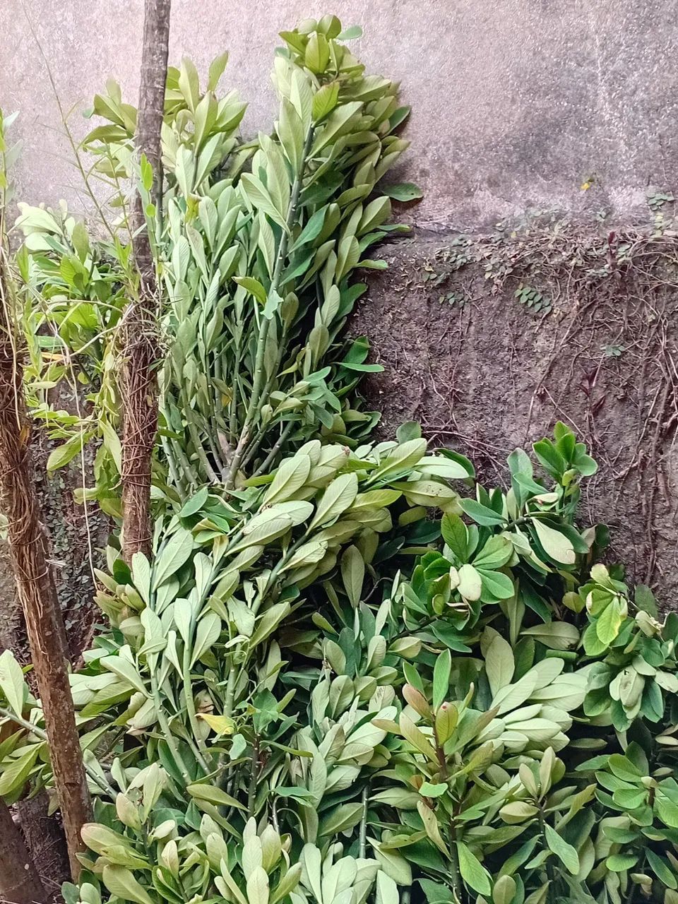 Mudas de Janaúba - Foto 4