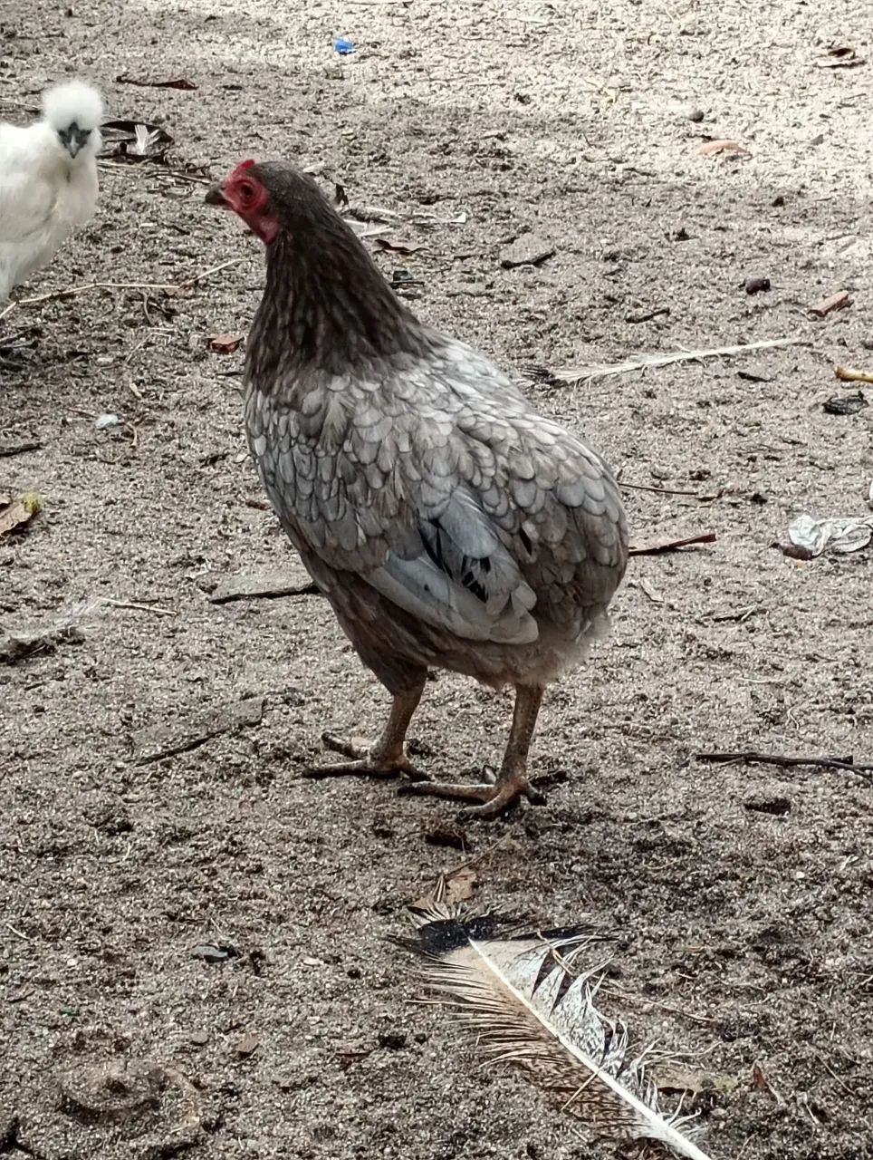 Galo e galinha ganize sura  - Foto 3