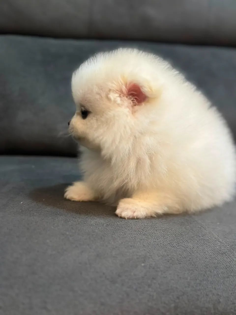 Spitz Alemão Disponível - Foto 3