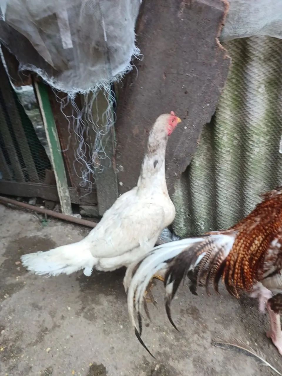 Galinha  - Foto 2