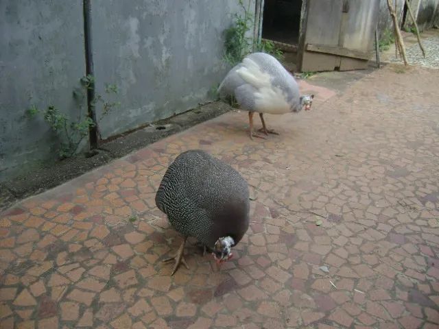 ovos de galinha de angola
