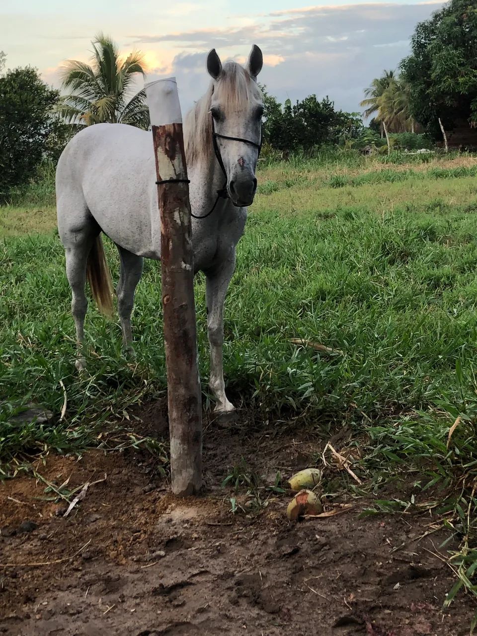 Vendo ou troco Égua quarto de milha  - Foto 3
