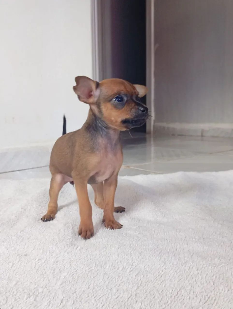 PINSCHER MINIATURA  - Foto 5