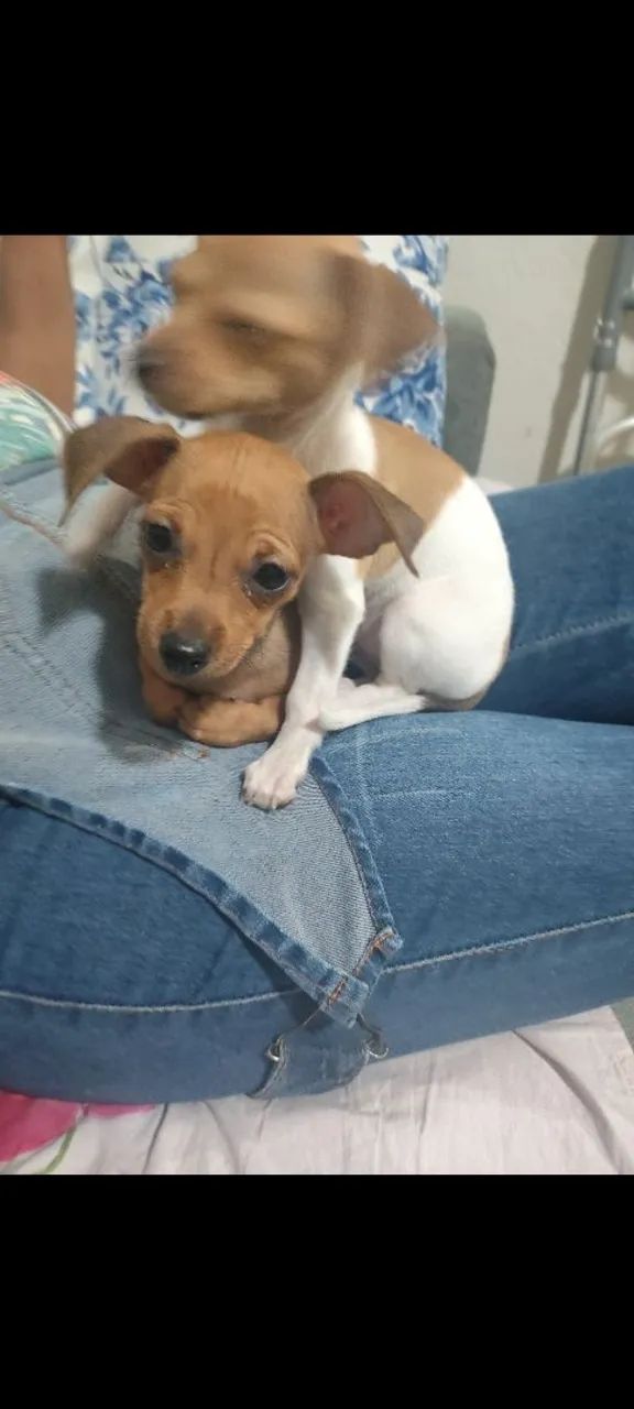 Pinscher 