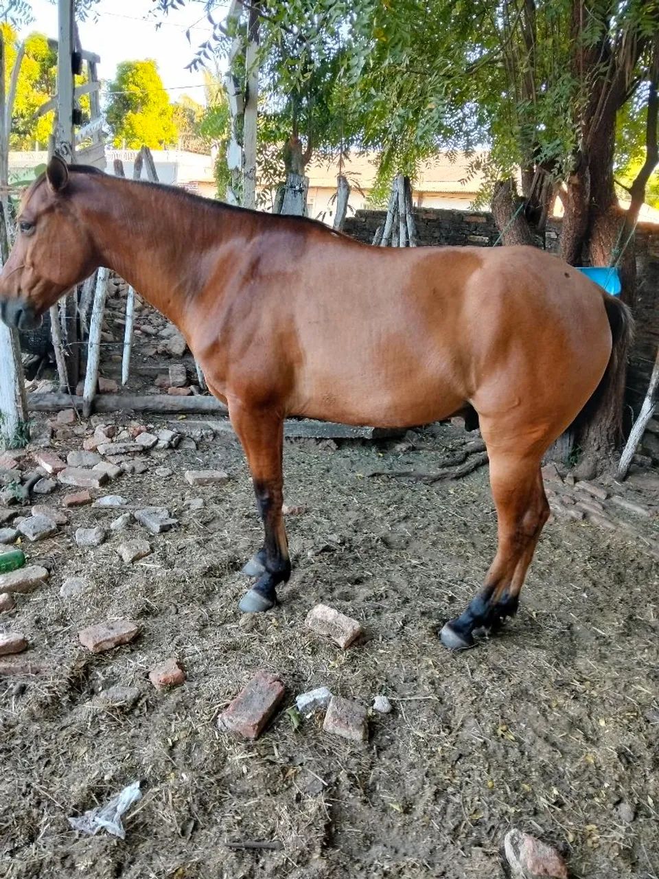 Vendo cavalo com 8 anos de idade.     - Foto 2