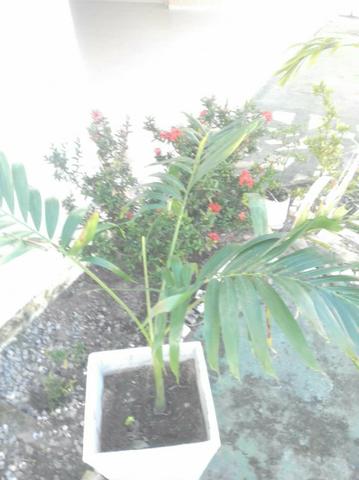 Vendo Palmeira