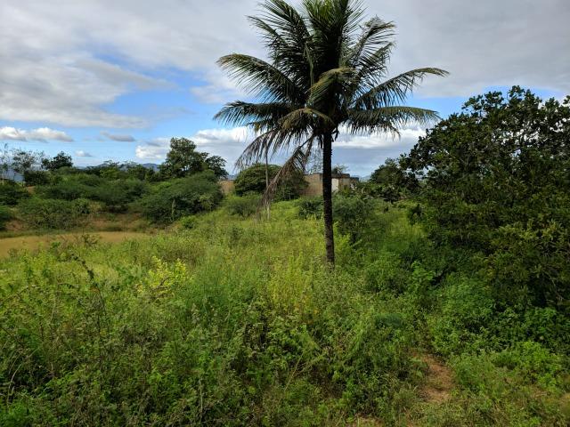 Excelente Propriedade em Belo Jardim, 7,5 hectares - Foto 12