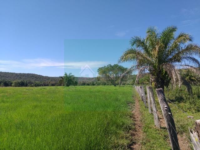 Sitio com 40 hectares em mimoso MT