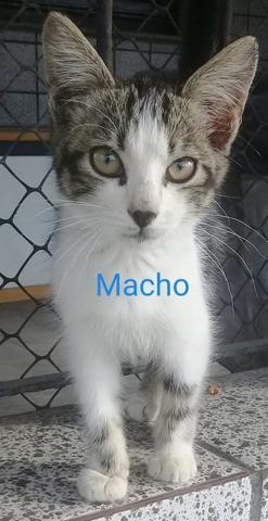 Adoção responsável de gatos - Foto 2