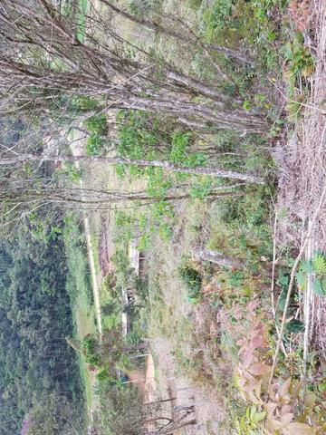 Terrenos - Foto 2