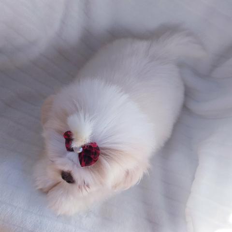 Linda Lhasa Apso Micro, Parcelo em Até 10x!!! - Foto 3