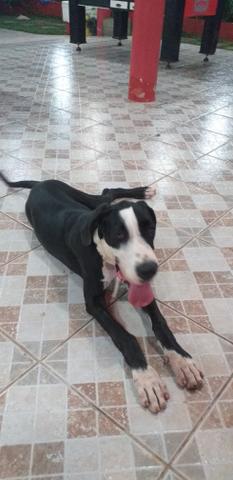Dogue alemão puro - Foto 2