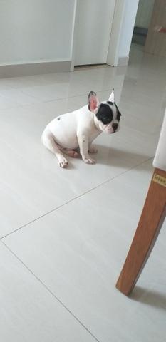 Buldogue Francês